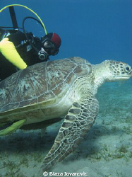 Igor - the best diver I know, and a turtle in Abu Dabbab,... by Blaza Jovanovic 